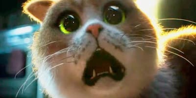 películas de gatos en netflix