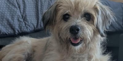 Peluche la chienne