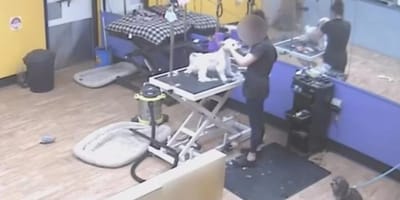 Une toiletteuse canine révèle sa vraie nature.