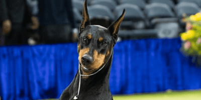 Penny il dobermann