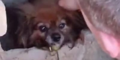 perra-atrapada-tuberia-cantabria