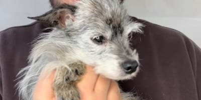 perrito-abandonado-con-18-años