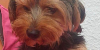 trauriger-yorkshire-terrier