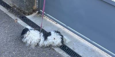 Cane abbandonato davanti al rifugio