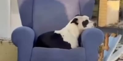 cane-abbandonato-centro-raccolta-siviglia