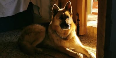 perro-alcalde-huelva-envenenado
