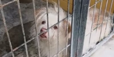 perro-asustado-abandonado-perrera-jerez