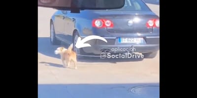 pies-przywiązany-samochód