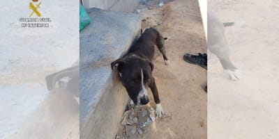 dog-tied-beam-valdepeñas-ciudad-real