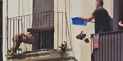 perro-atrapado-balcon-tarragona