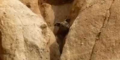 perro-atrapado-talud-fuentidueña-segovia