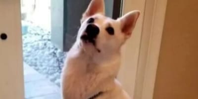 cane bianco alla porta