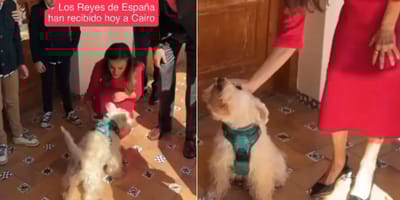 perro-cairo-con-reyes-españa