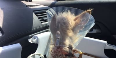 cane randagio trovato