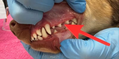 Perro con aparato dental