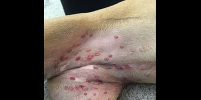 cane con macchie rosse sulla pancia