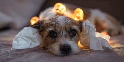 perro con miedo a los petardos en navidad