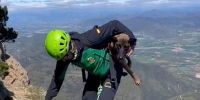 perro-de-montaña-guardia-civil