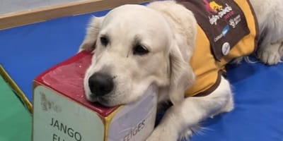 perro-de-terapia-purina-CPEE-infanta-elena-madrid