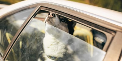 perro-encerrado-coche-santa-cruz-tenerife