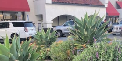 Perro entre los arbustos