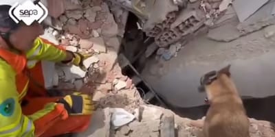 perro-español-rescate-terremoto-venezuela