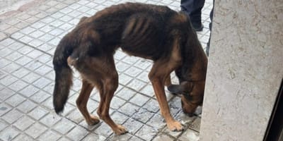 perro-famelico-encerrado-sueca-valencia