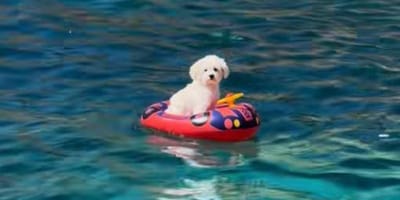 perro-flotador-mallorca