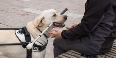 perro-guia-baston-persona-ciega