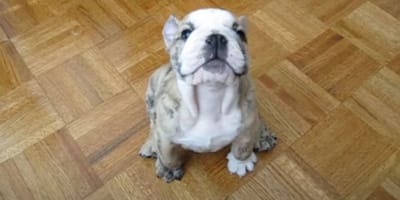 un chien pique une crise de colère parce qu'il ne peut pas monter sur le canapé