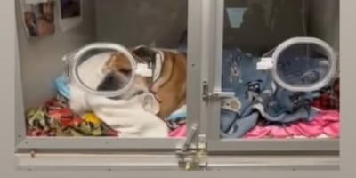 perro-lewis-hamilton-ingresado