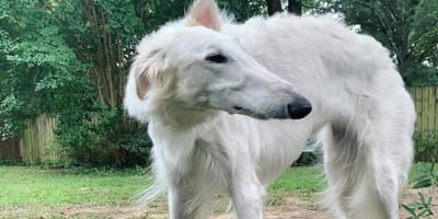 cane muso lungo record