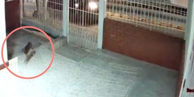 Vermisster Hund kehrt nach Hause zurück Video