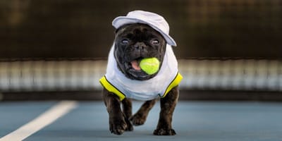 perro-pista-tenis-purina-copa-faulconbridge-valencia-2026