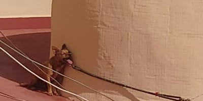perro-pleno-sol-torrevieja-fallece-agonicamente