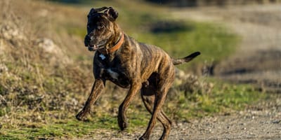 perro-raza-Villano-de-las-Encartaciones