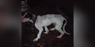 perro-rescatado-en-burgos