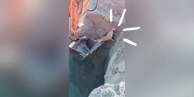 perro-rescatado-excavadora