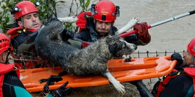 perro-rescatado-jerez-inundaciones-guardia-civil
