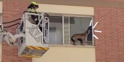 perro-rescatado-ventana-castello