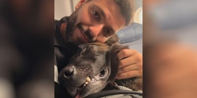 perro-rescate-ume-venezuela