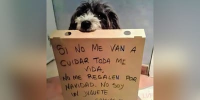 perro-sujeta-cartel-no-soy-un-juguete-navidad
