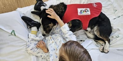 perro-terapia-acomapaña-niño-con-cancer-hospital-malaga
