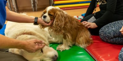 perro-terapia-perro-asistencia