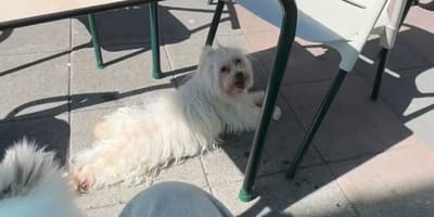 perro-terraza-portugalete