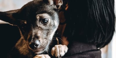 perro-triste-velatorio-badolona