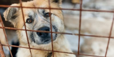perro-violencia-vicaria