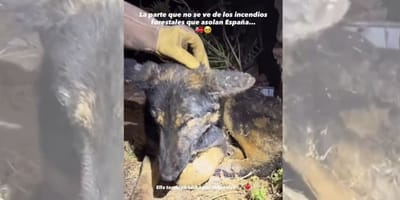 perros-rescatados-incendios-forestales-españa