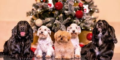 perros-reyes-JuanCarlos-Sofia