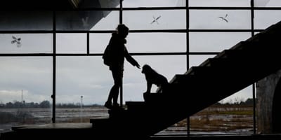 perros-situacion-vulnerable-Premio-BetterWithPets